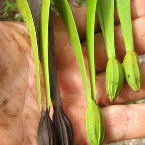 Una mano sostiene varios frutos alados, verdes y secos.