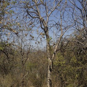 Árbol de tronco claro y ramas desnudas en el matorral seco.