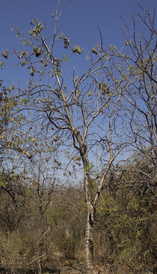 Árbol de tronco claro y ramas desnudas en el matorral seco.