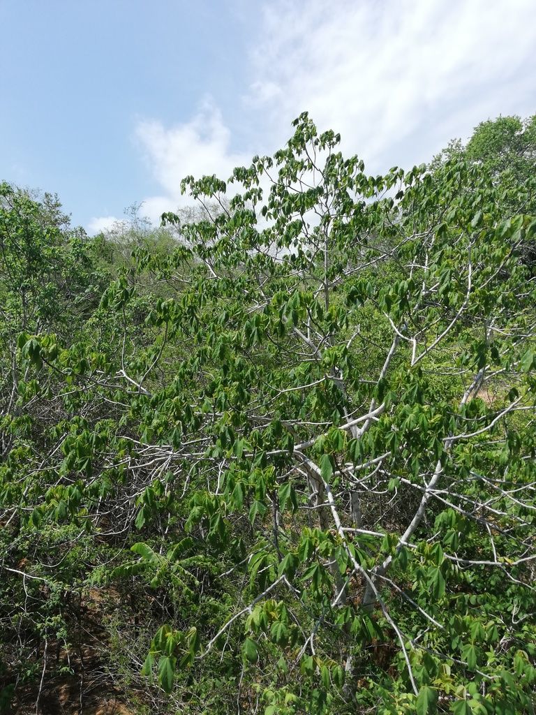 Matorral verde con las ramas blanquecinas asomando.