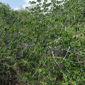 Matorral verde con las ramas blanquecinas asomando.