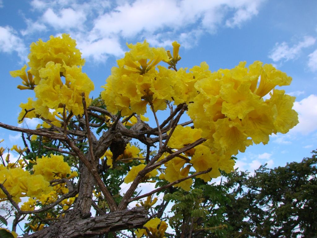 Racimos de flores amarillas contra un cielo con nubes.