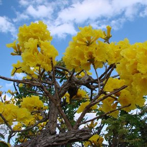 Racimos de flores amarillas contra un cielo con nubes.