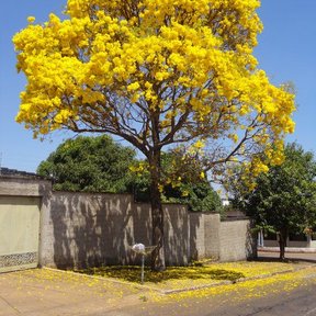 Árbol entero cubierto de flores amarillas, detrás de una barda.