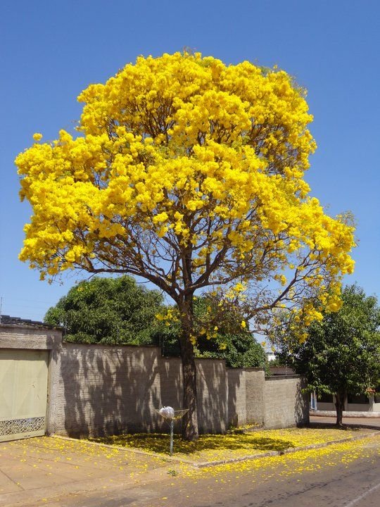 Árbol entero cubierto de flores amarillas, detrás de una barda.