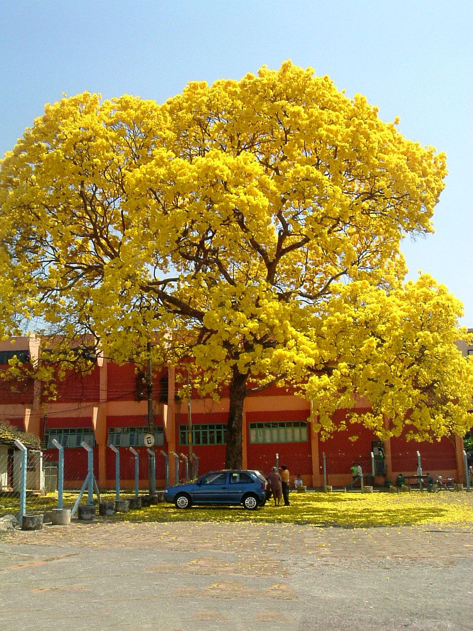 Árbol en plena flor amarilla frente a un edificio rojo.