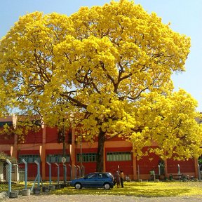 Árbol en plena flor amarilla frente a un edificio rojo.