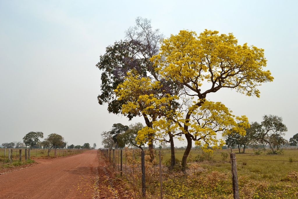 Árbol florecido junto a un camino de terracería, en la sabana.