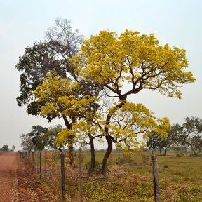 Árbol florecido junto a un camino de terracería, en la sabana.