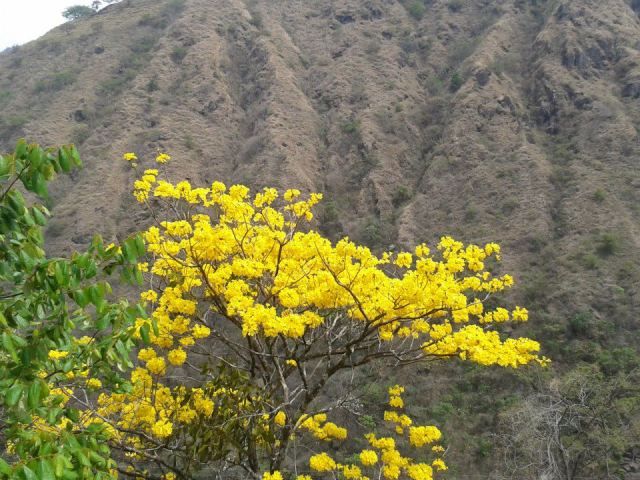 Copa florecida en primer plano, con un cerro pelado detrás.