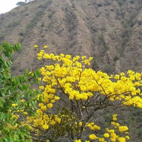 Copa florecida en primer plano, con un cerro pelado detrás.