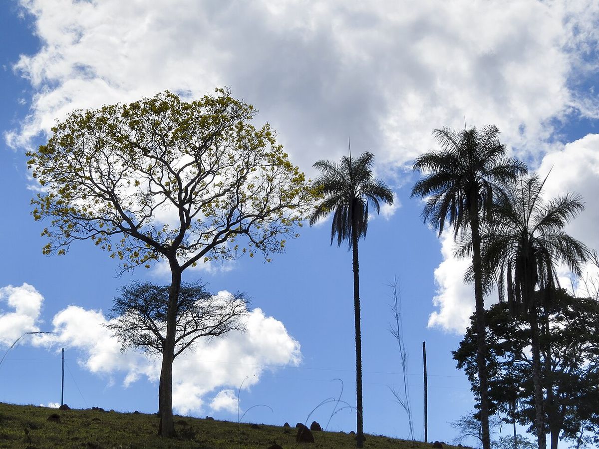 Árbol de copa amplia entre palmeras, contra el cielo nublado.