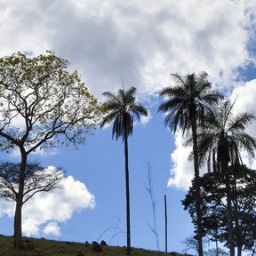 Árbol de copa amplia entre palmeras, contra el cielo nublado.