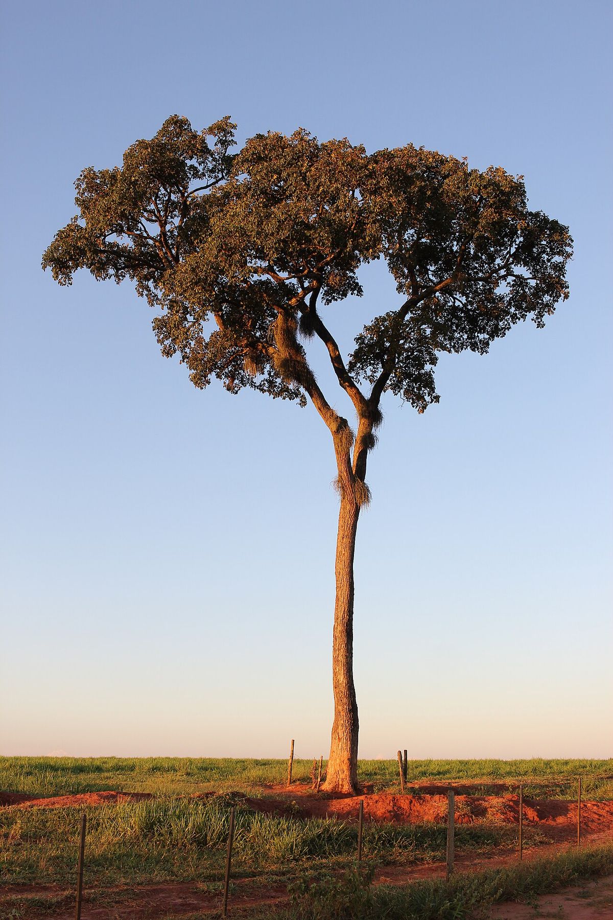 Árbol solo de copa redondeada en un llano, a la luz del atardecer.