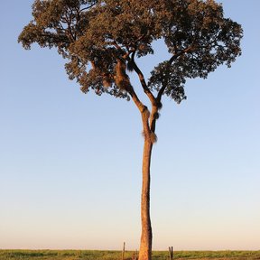 Árbol solo de copa redondeada en un llano, a la luz del atardecer.