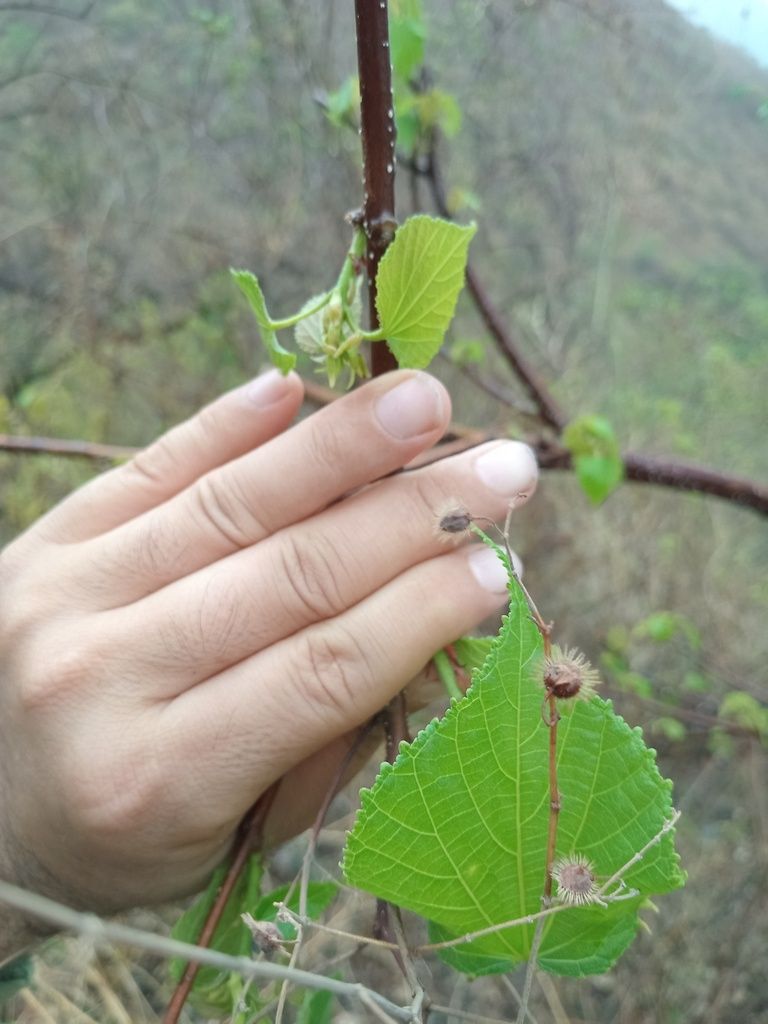 Una mano sostiene una rama con hojas y frutos erizados.