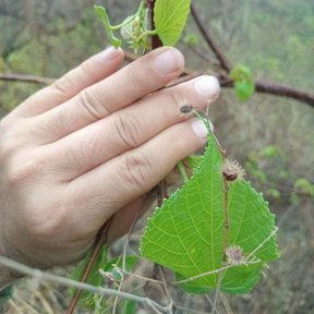 Una mano sostiene una rama con hojas y frutos erizados.