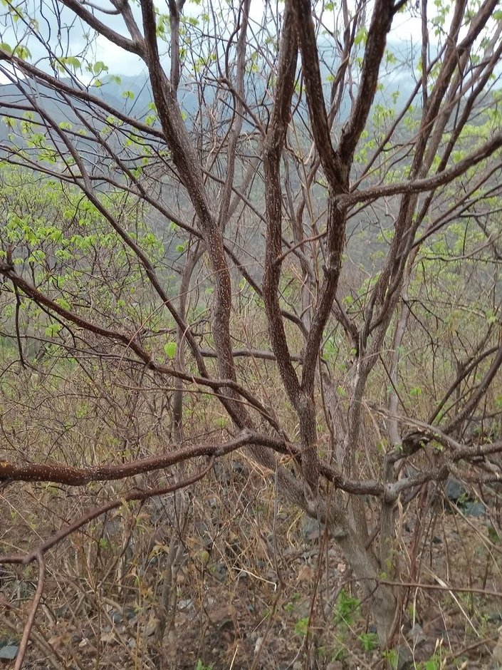Arbolito de ramas desnudas y rojizas en una ladera seca.