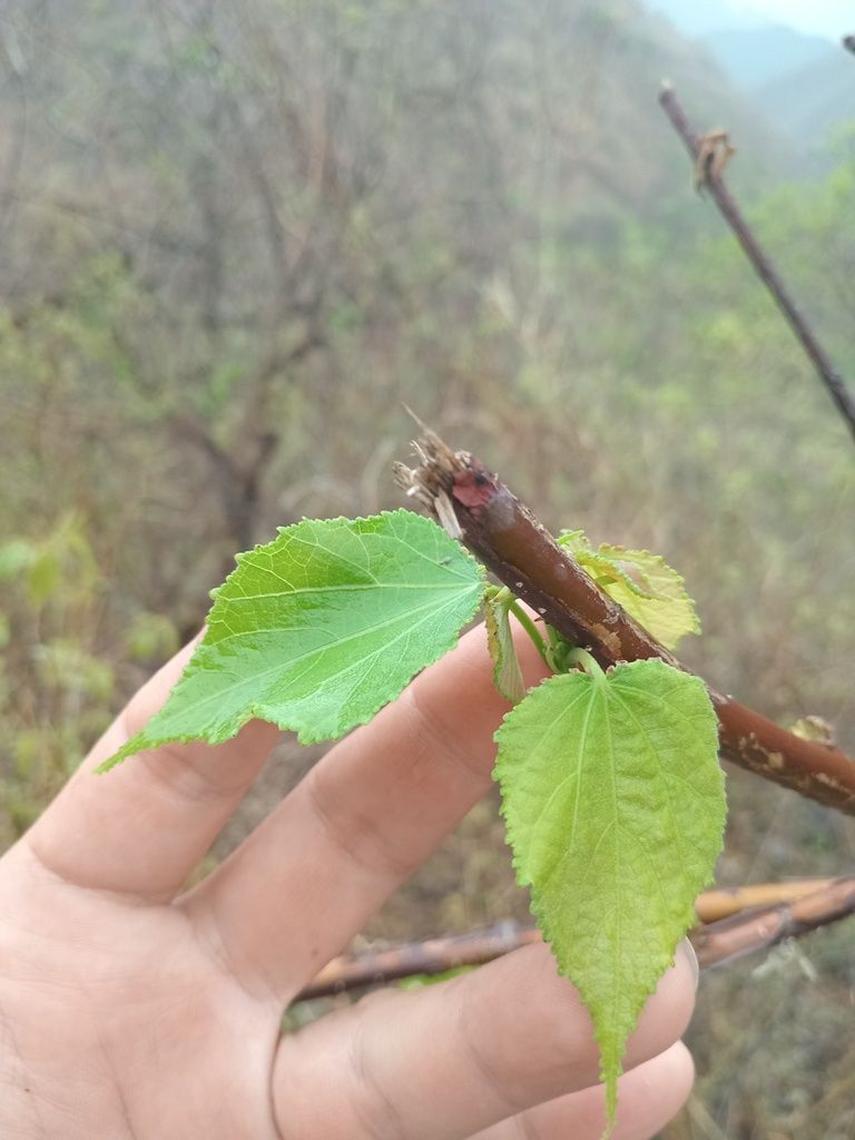 Una mano sostiene dos hojas acorazonadas de una rama.