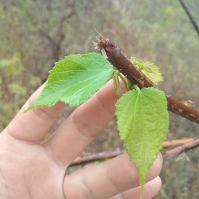 Una mano sostiene dos hojas acorazonadas de una rama.