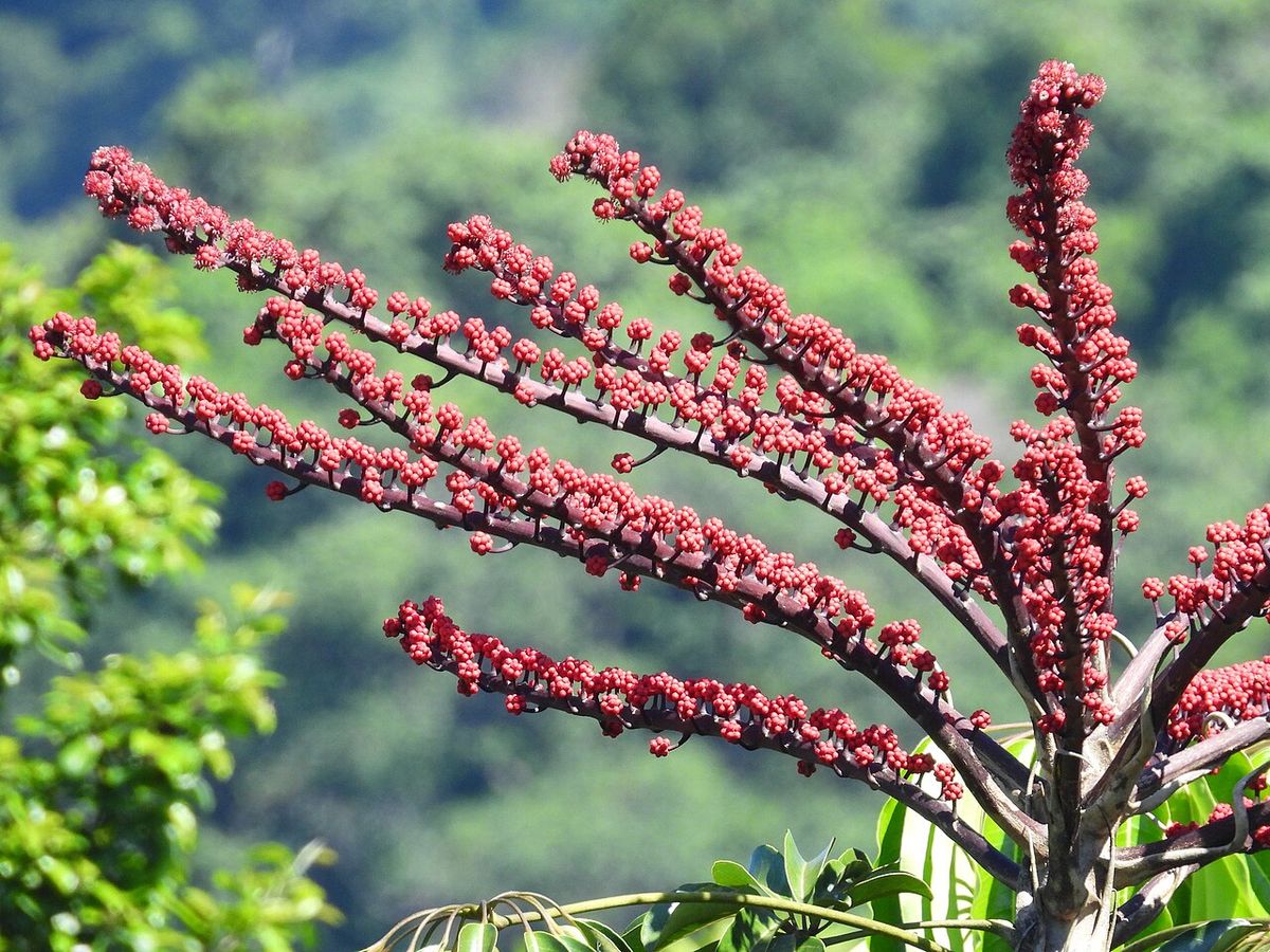 Espigas de flores rojas abiertas sobre el follaje.