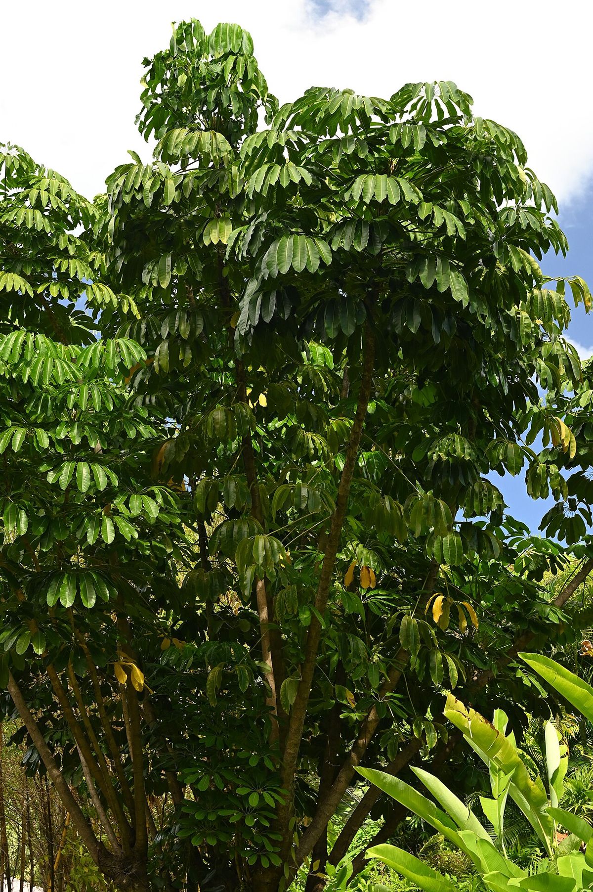 Copa entera del árbol recortada contra el cielo.