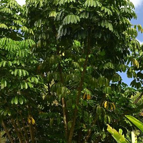 Copa entera del árbol recortada contra el cielo.