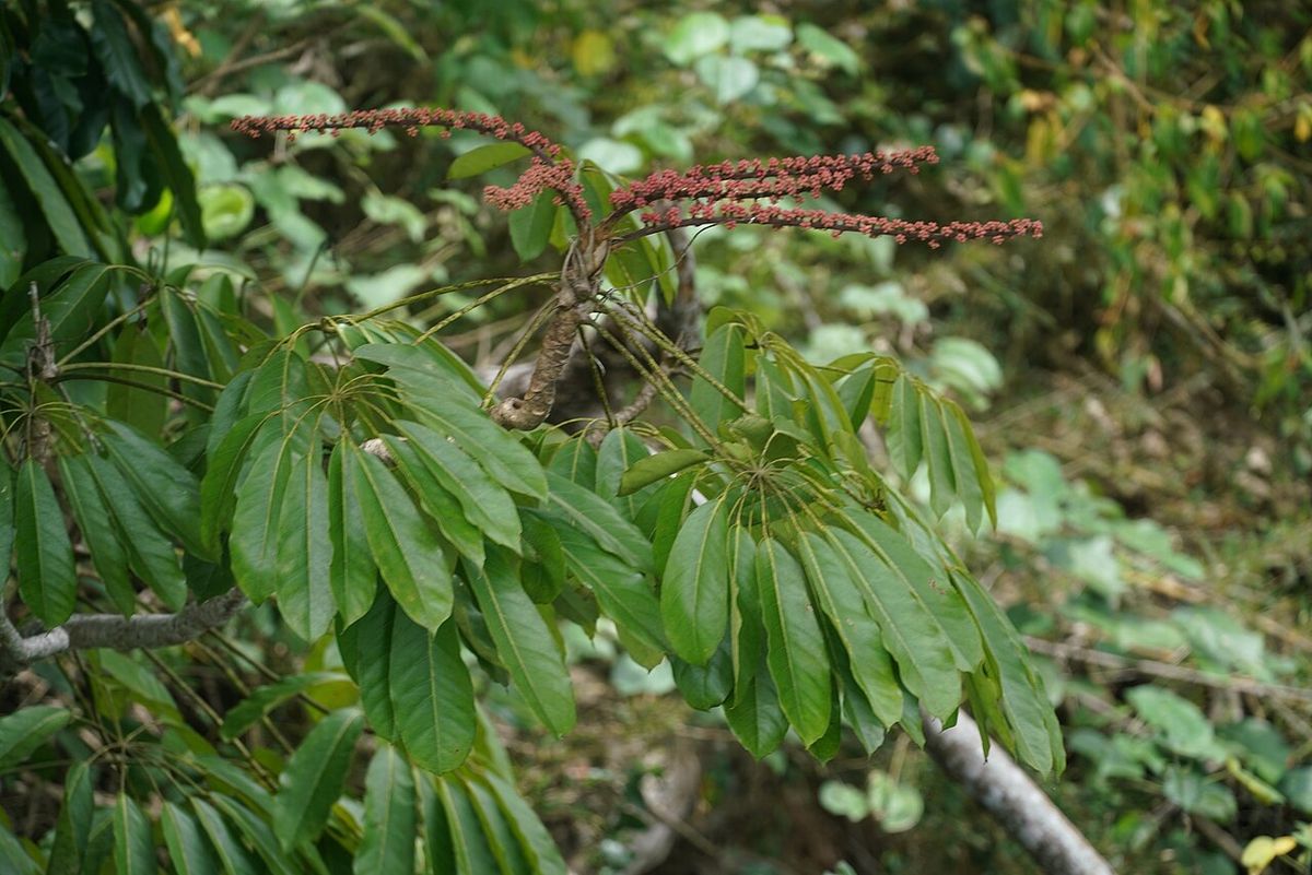 Espigas de flores sobre hojas palmeadas, en una ladera.