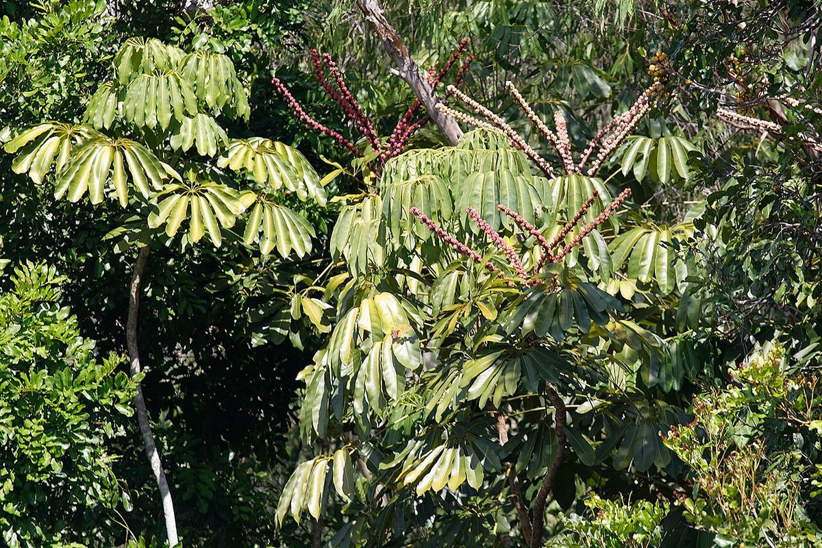 Hojas palmeadas y espigas de flores entre la vegetación del bosque.