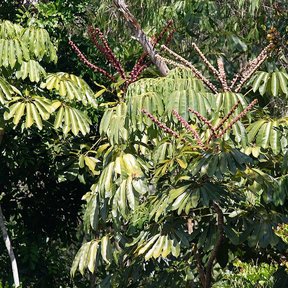 Hojas palmeadas y espigas de flores entre la vegetación del bosque.