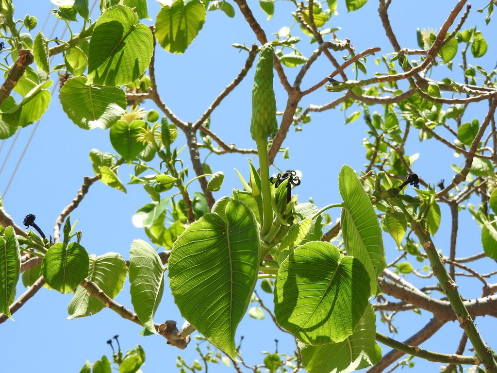 Ramas con hojas anchas y una espiga de flores, contra el cielo.