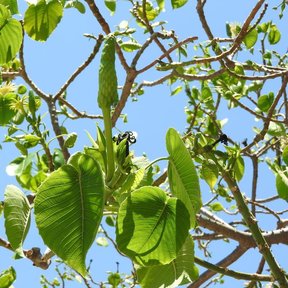 Ramas con hojas anchas y una espiga de flores, contra el cielo.