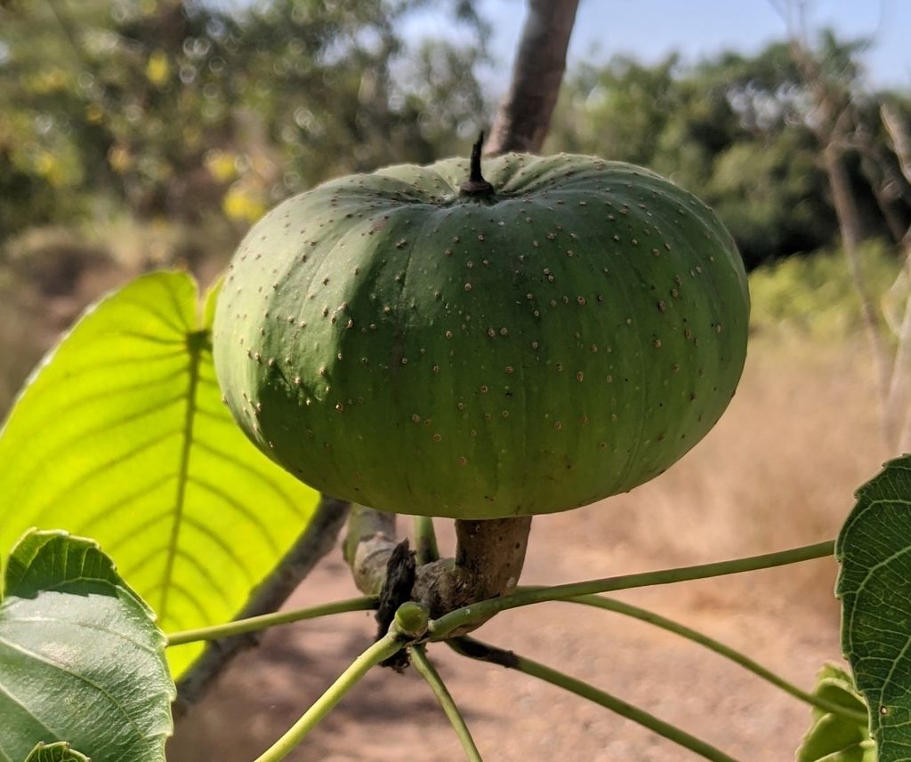 Fruto verde, grande y acostillado, colgando de una rama.