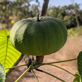 Fruto verde, grande y acostillado, colgando de una rama.