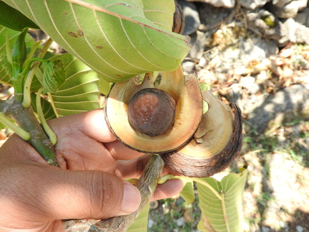 Una mano sostiene un fruto leñoso ya abierto en gajos.