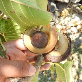 Una mano sostiene un fruto leñoso ya abierto en gajos.