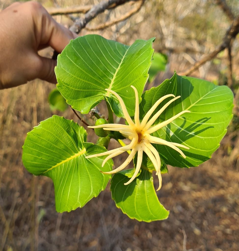 Flor femenina en forma de estrella, sostenida en una rama.