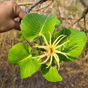 Flor femenina en forma de estrella, sostenida en una rama.