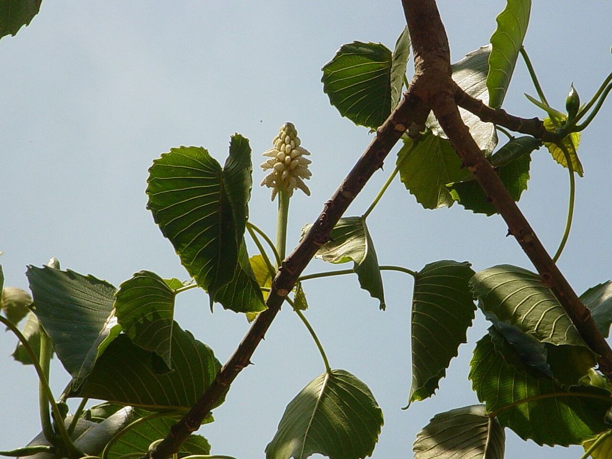 Espiga de flores masculinas entre hojas anchas, contra el cielo.