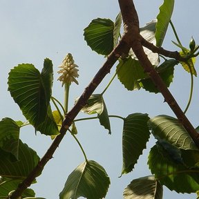 Espiga de flores masculinas entre hojas anchas, contra el cielo.