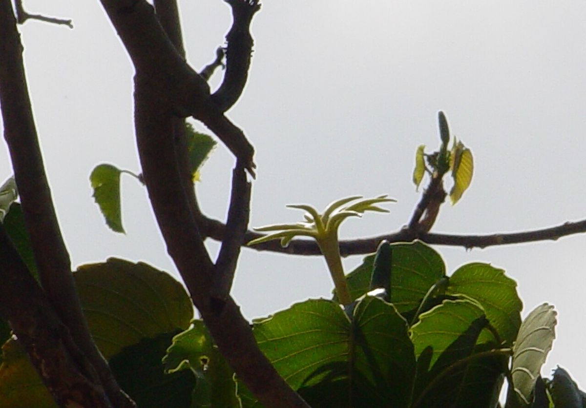Ramas casi desnudas con hojas nuevas, contra el cielo.