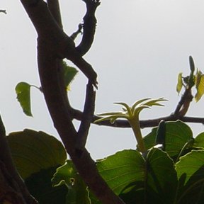 Ramas casi desnudas con hojas nuevas, contra el cielo.