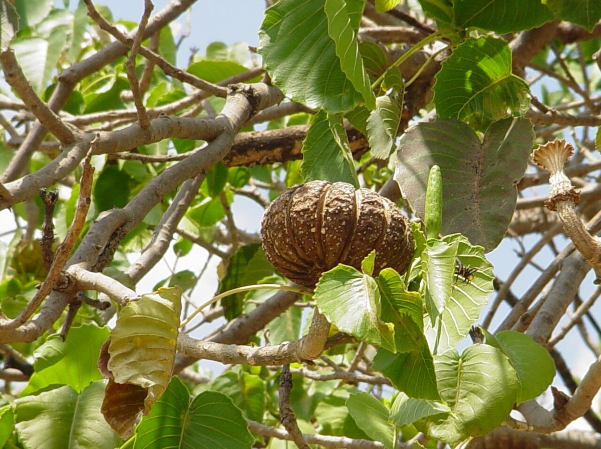 Fruto leñoso y seco colgando entre las ramas.
