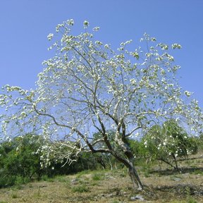 Árbol entero cubierto de flores blancas, contra el cielo azul.