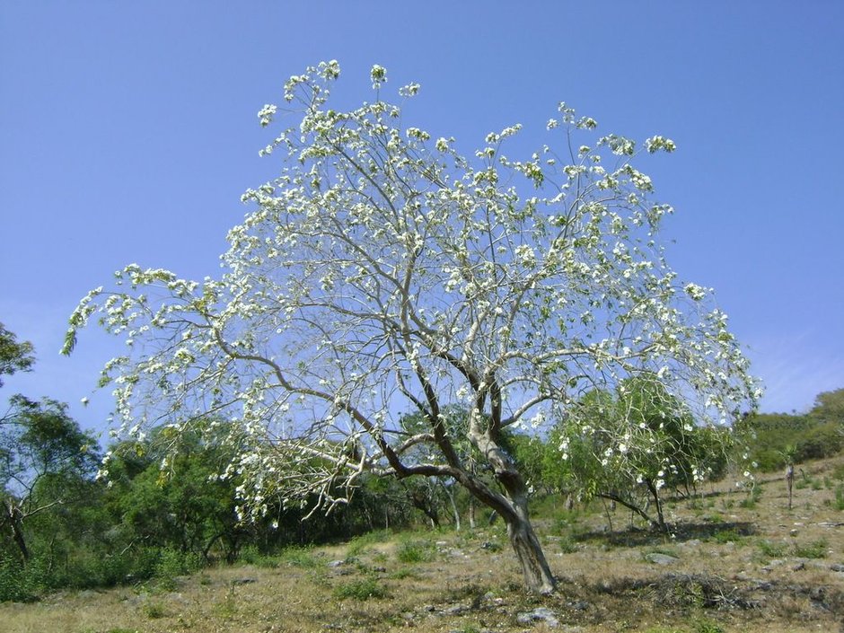 Árbol entero cubierto de flores blancas, contra el cielo azul.