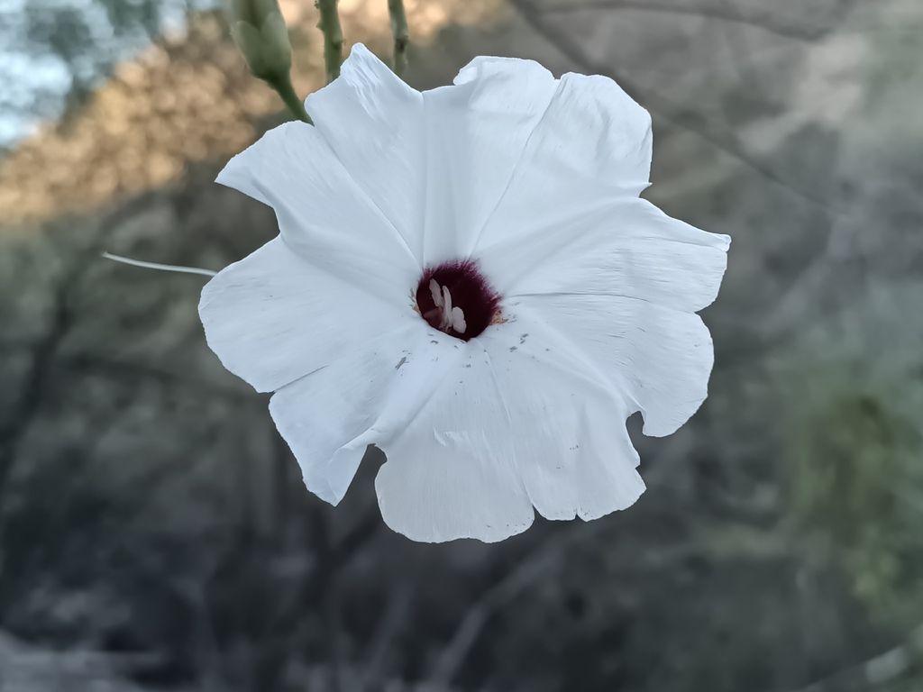 Flor blanca de garganta oscura, abierta y vista de frente.
