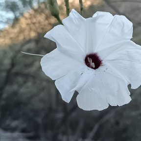 Flor blanca de garganta oscura, abierta y vista de frente.