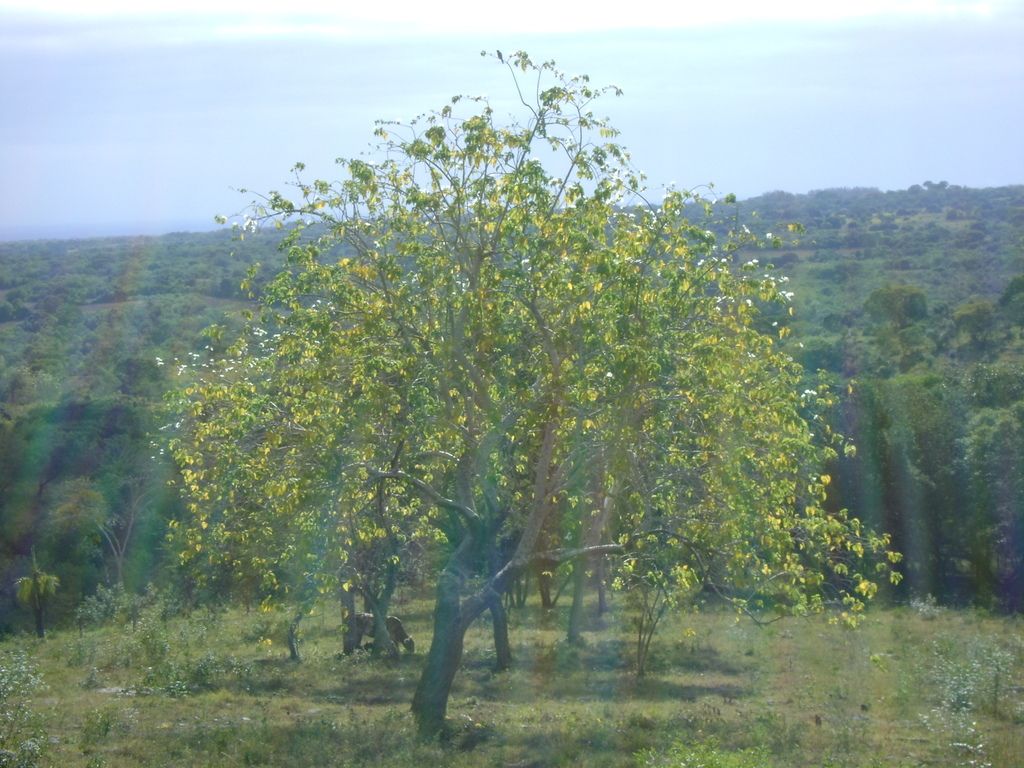 Árbol en hoja, de copa ancha, en una ladera con vista al valle.