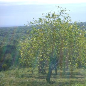 Árbol en hoja, de copa ancha, en una ladera con vista al valle.