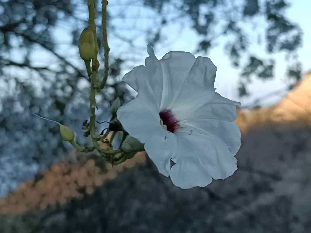 Flor blanca y capullos en una rama, contra el cielo.